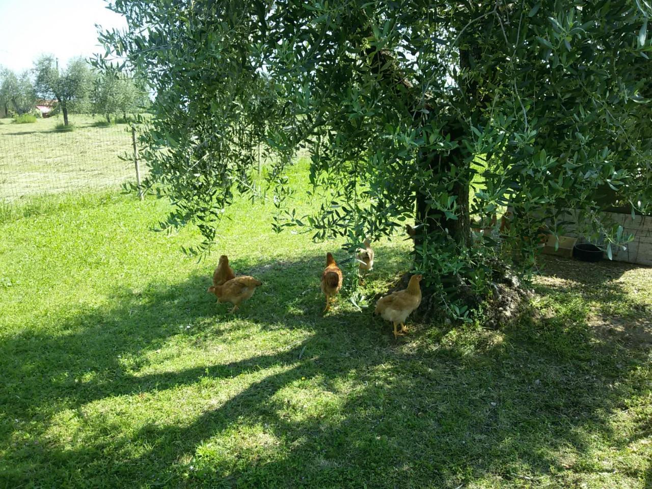 Agriturismo La Scala Salò Exterior foto